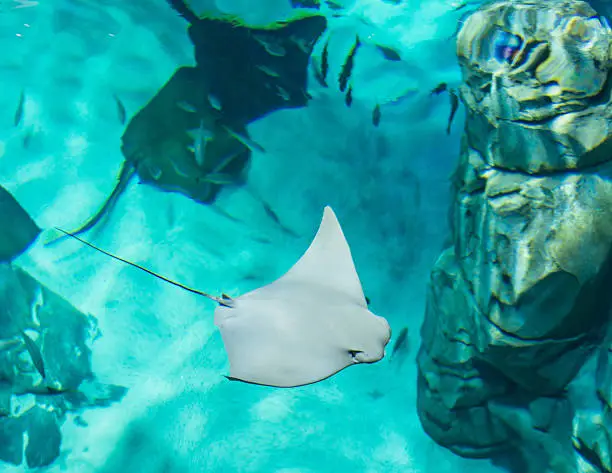 Manta rays are large eagle rays belonging to the genus Manta.They are classified among the Elasmobranchii (sharks and rays) and are placed in the eagle ray family Myliobatidae.