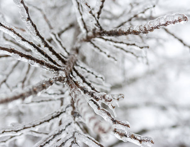 istock Frozen Details after an Ice Storm in Canada 462062077