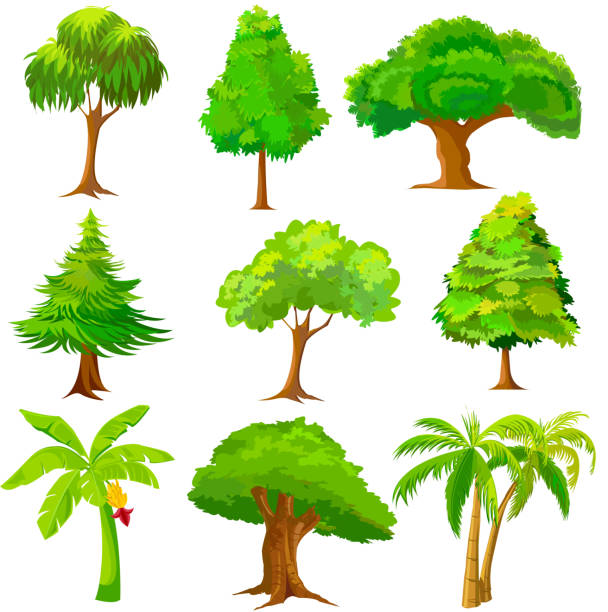 コレクションの木 - palm tree tree isolated landscaped点のイラスト素材／クリップアート素材／マンガ素材／アイコン素材