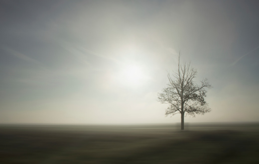 Lonely tree in blurred province