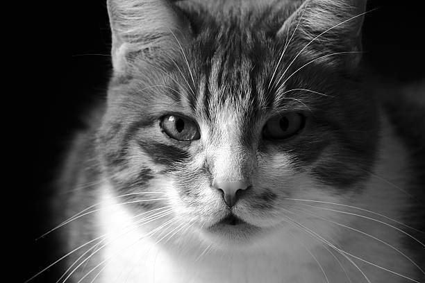 istock portrait of a gray cat, 462063817