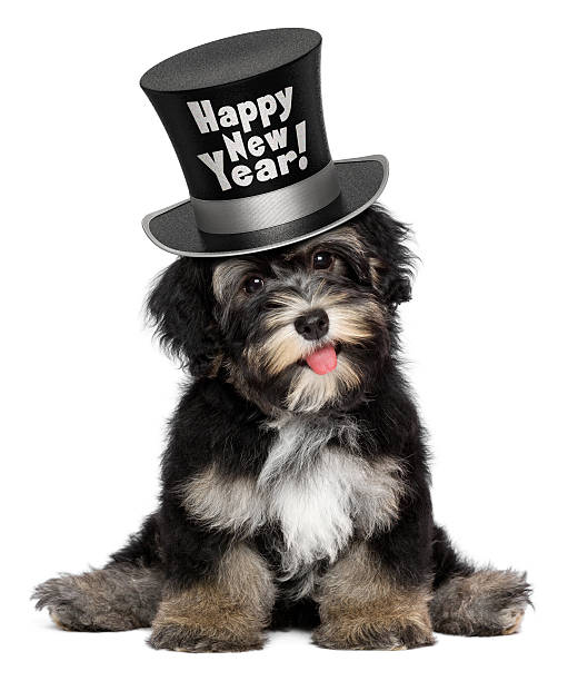 istock Cute havanese puppy is wearing a Happy New Year hat 462064247