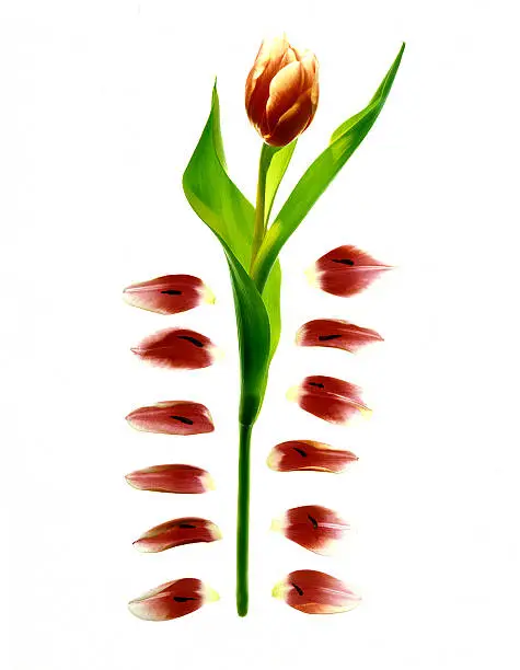 A still Life of a Red Tulip with individual Leaves flanking the stem