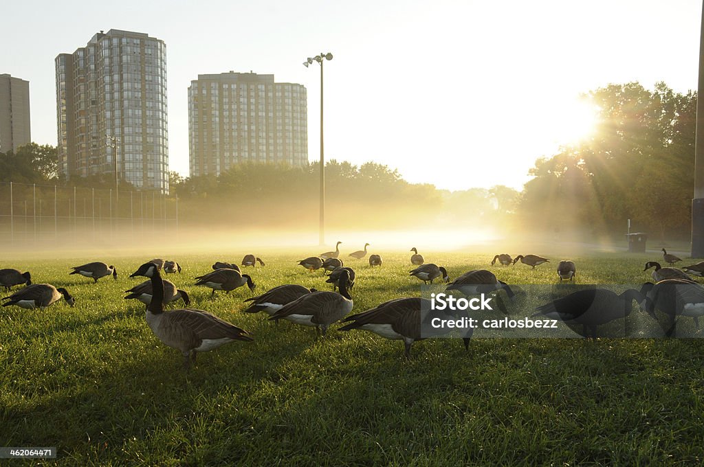 geese of goose canada goose walking on park at sunrise Animal Stock Photo