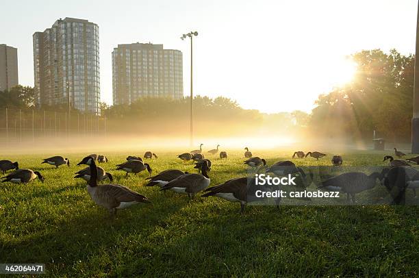 Geese Of Goose Stock Photo - Download Image Now - Animal, Animal Family, Animal Wildlife