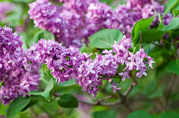 istock Branch of lilac flowers 462067661