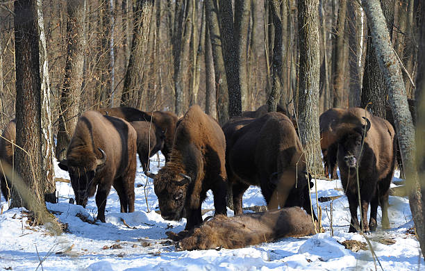 istock Bison in the Bialowieza Forest 462068663