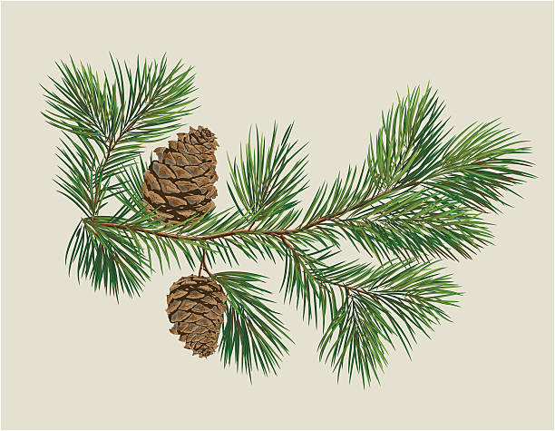 illustrations, cliparts, dessins animés et icônes de branche de sapin de noël avec des pommes de pin - pine tree pine cone branch isolated