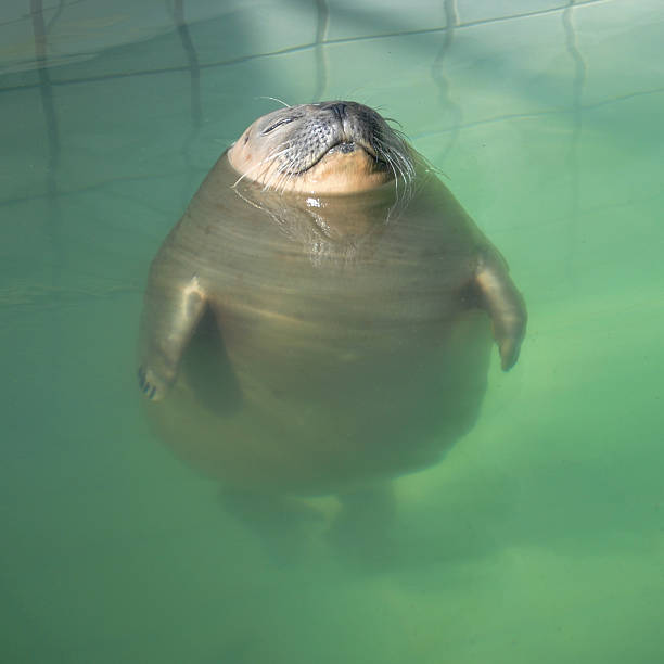 istock Relaxed Seal in the Swimming Pool 462071027
