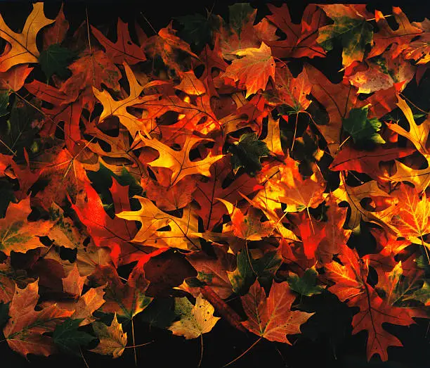 A soft stream of light illuminates a pile of fall colored leaves