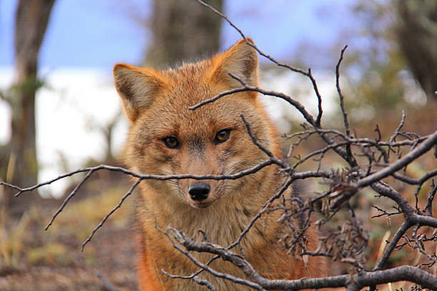 Fox at Fagnano lake stock photo