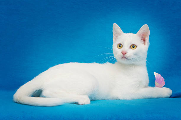 istock Beautiful white kitten with yellow eyes 462076189