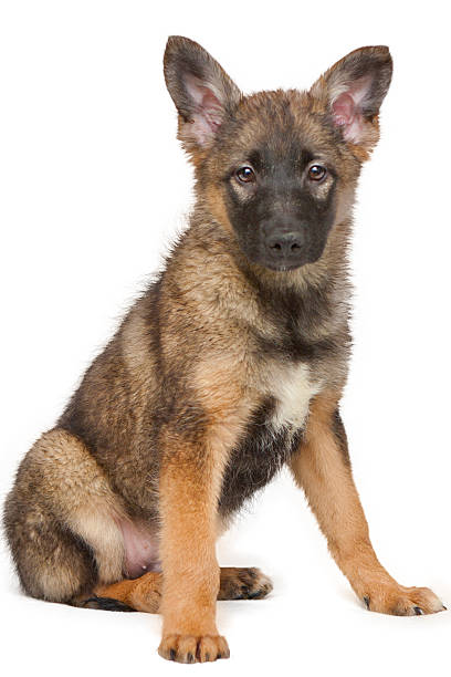 istock Brown puppy sitting on white background 462076289