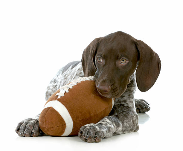 sports hound stock photo