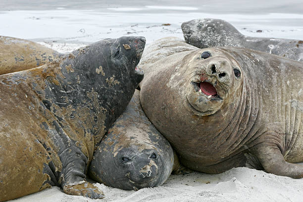 istock Southern elephant seal, Mirounga leonina, 462077357