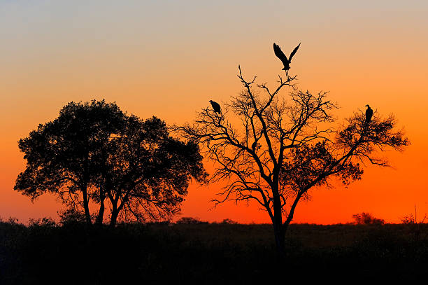 istock Sunrise in the African savannah. 462083043
