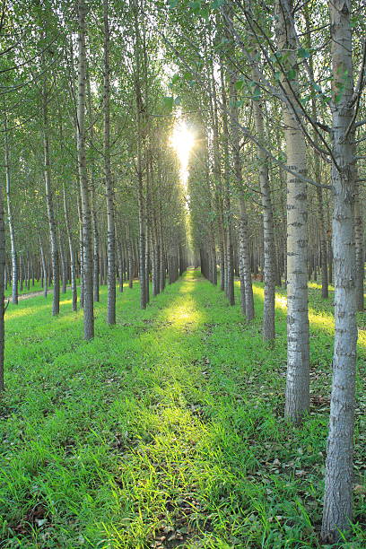 reihen poplars - planting tree poplar tree forest stock-fotos und bilder