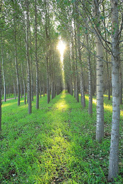 linhas de poplars - planting tree poplar tree forest imagens e fotografias de stock