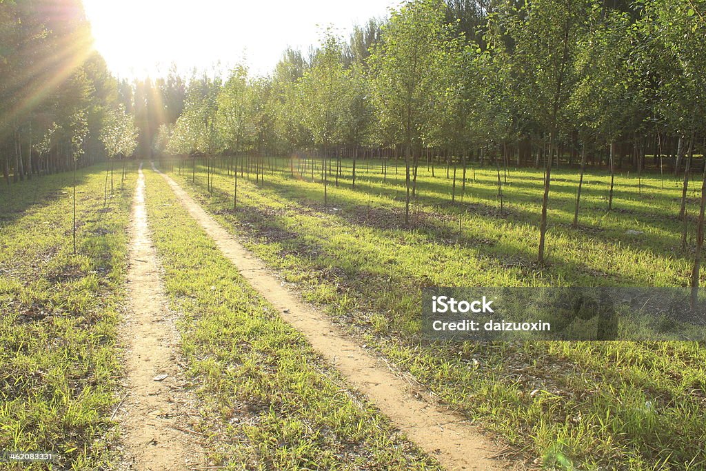 Forest Path Alley Stock Photo