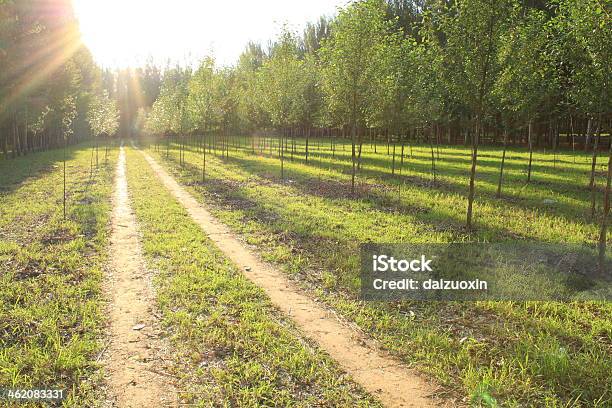 Forest Path Stock Photo - Download Image Now - Alley, Avenue, Beauty In Nature