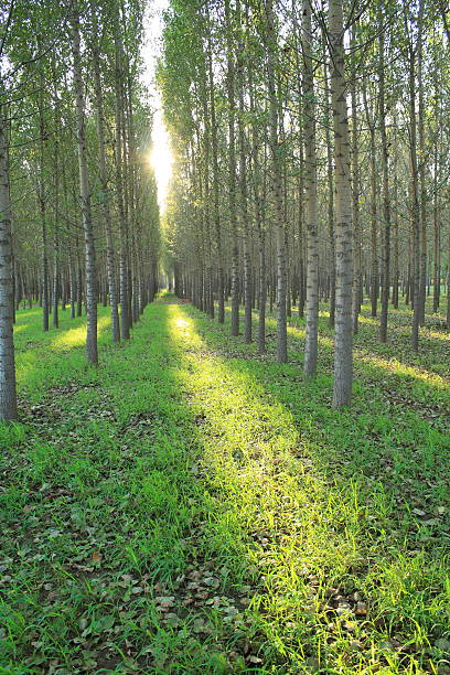 linhas de poplars - planting tree poplar tree forest imagens e fotografias de stock
