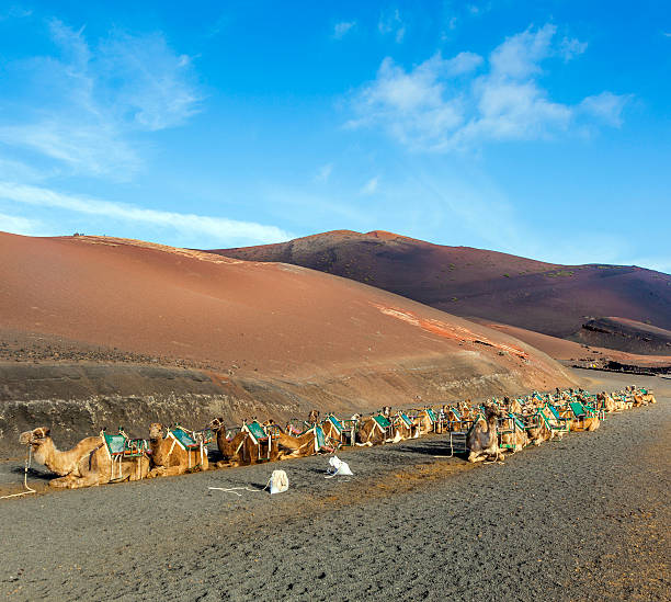istock camels in the national park 462084205