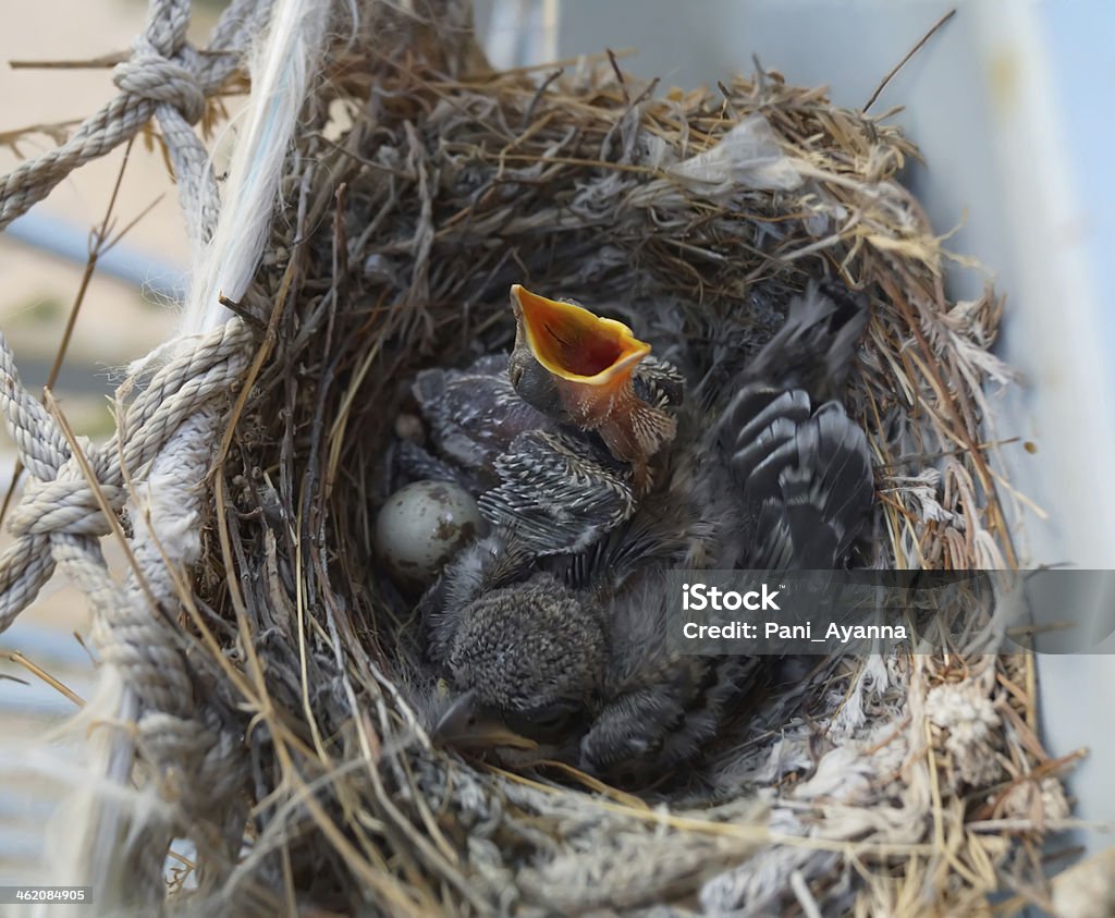 Zwei nestlings - Lizenzfrei Betteln - Tierisches Verhalten Stock-Foto