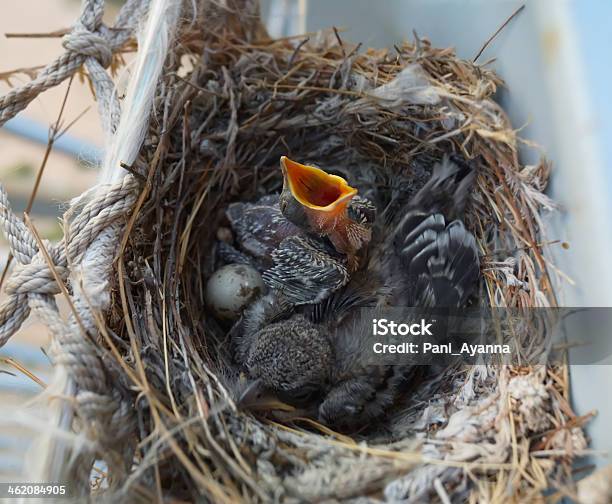 Zwei Nestlings Stockfoto und mehr Bilder von Betteln - Tierisches Verhalten - Betteln - Tierisches Verhalten, Entwicklung, Faszination