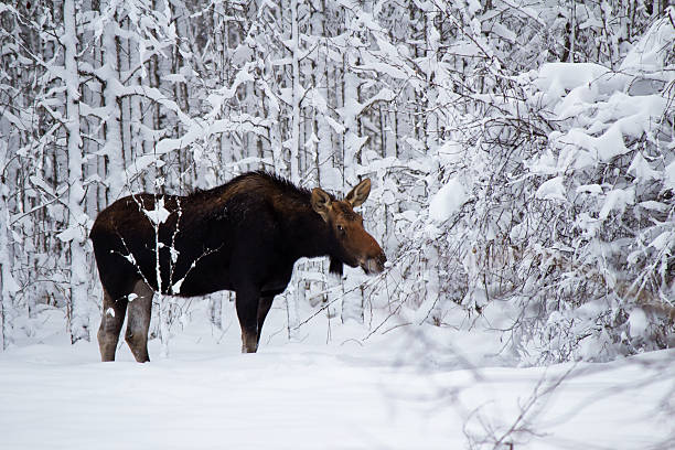 moose em uma floresta de inverno - canada moose winter snow imagens e fotografias de stock