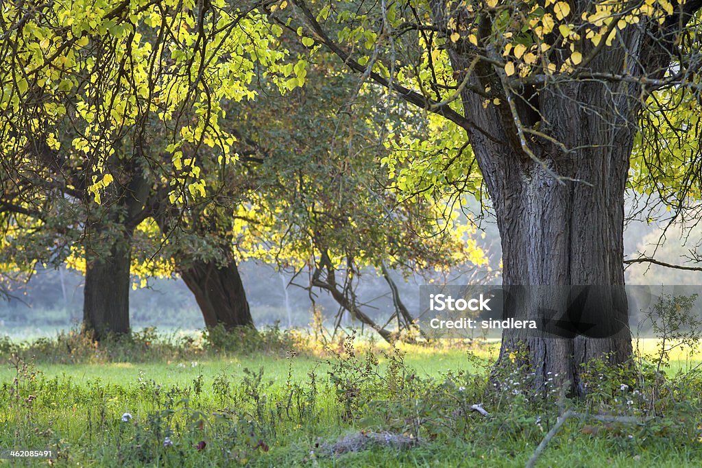 Inizio autunno albero - Foto stock royalty-free di Albero