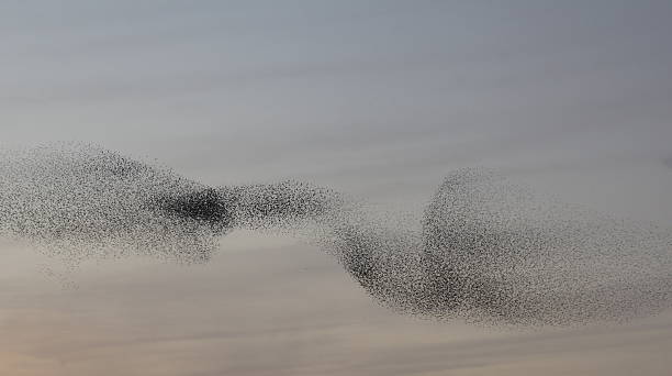 Abstract black and beige sand background Starling Murmuration at Leighton Moss Lancashire morecombe bay photos stock pictures, royalty-free photos & images