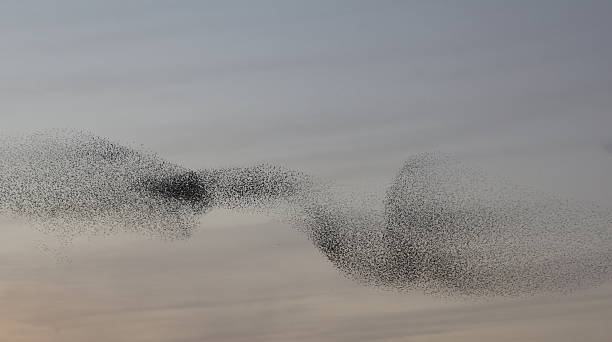 starling murmuration - morecombe bay zdjęcia i obrazy z banku zdjęć