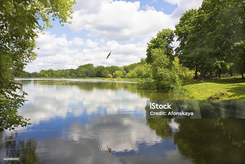 Lac en été - Photo de Arbre libre de droits