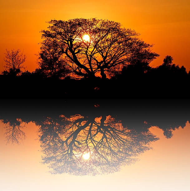 istock Sunrise silhouette behind the trees 462087311