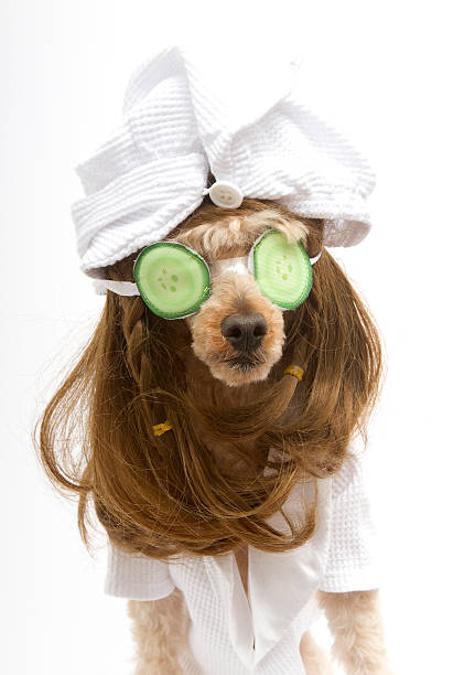istock Spa Poodle In Cucumber Mask 462087683