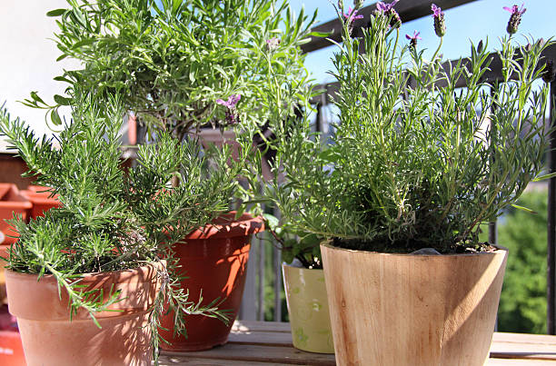 istock Mix of herbs in the pot 462089347