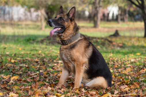 Dog German Shepherd Looking Towards The Camera. The Photo Has An Extremley Shallow Depth Of Field