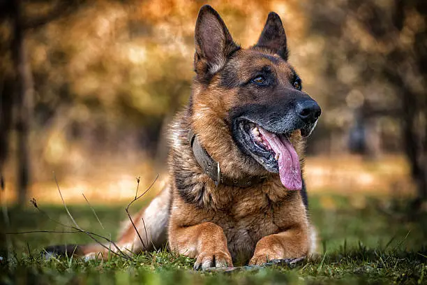 Dog German Shepherd Looking Towards The Camera. The Photo Has An Extremley Shallow Depth Of Field
