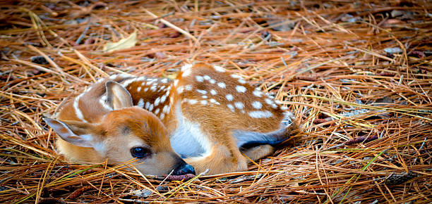 istock Baby Deer - Fawn in Pine Straw 462091093