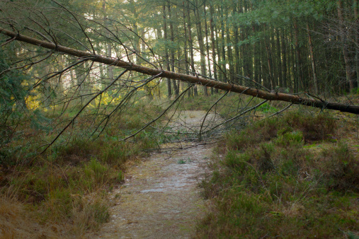 Fallen tree forms an obstacle above a foothpath.