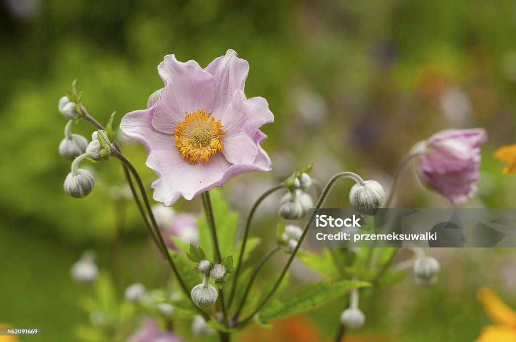 Japanese anemone plant Beauty Stock Photo