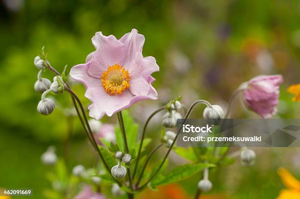 Japanese Anemone Stock Photo - Download Image Now - Beauty, Beauty In Nature, Bouquet