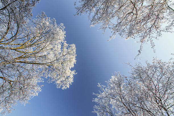 frost em árvores em um parque - locust tree landscape scenics - fotografias e filmes do acervo