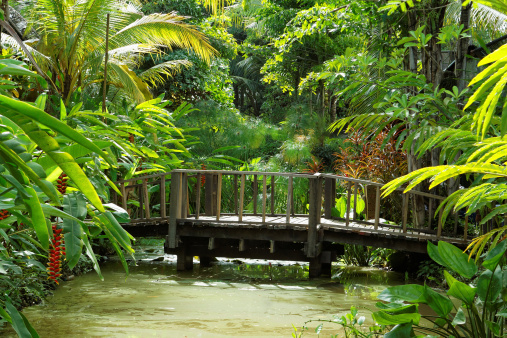Panama Rainforest. Exotic Landscape. Natural Tropical Forest Atmosphere. Central America.