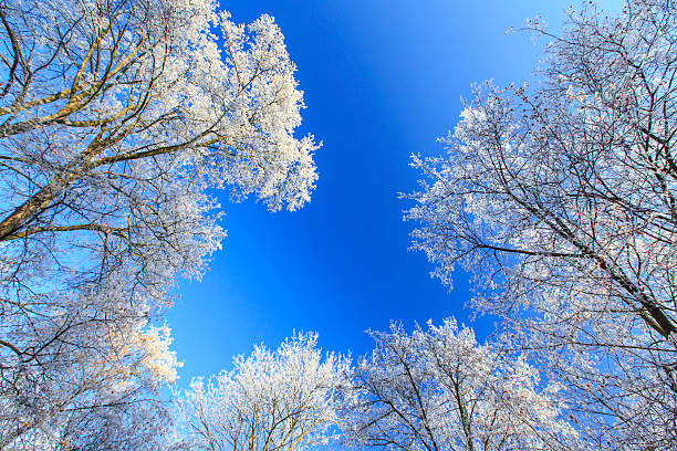 frost em árvores em um parque - locust tree landscape scenics - fotografias e filmes do acervo