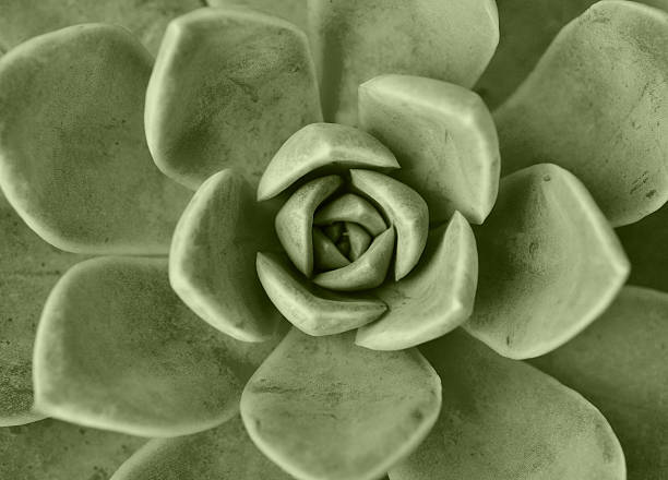 istock Echeveria plant monochrome 462092847