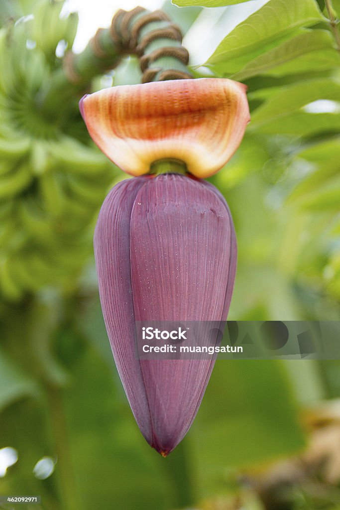 banana Blumen - Lizenzfrei Bambus - Graspflanze Stock-Foto