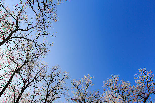 frost em árvores em um parque - locust tree landscape scenics - fotografias e filmes do acervo