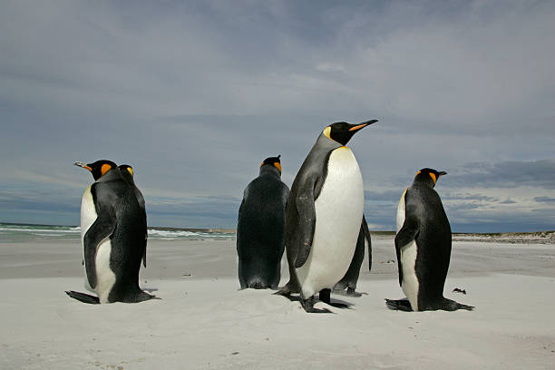 istock King penguin, Aptenodytes patagonicus 462097299