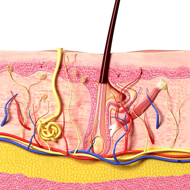 istock A multicolored illustration image of hair anatomy 462098123